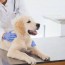 wellness exams and plans for pets
