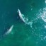 whales respond to noise pollution