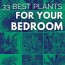 33 best bedroom plants ourhouseplants com