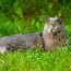 chartreux cat breed info pictures