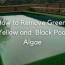 yellow and black pool algae