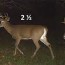 managing buck age structure deer
