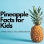 top pineapple facts for kids free