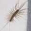 preventing house centipedes this spring