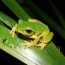 green stream frog the australian museum
