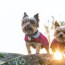 the yorkie guide food training and care