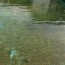 how to get rid of algae dust in a pool