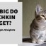 how big do munchkin cats get average
