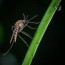 4 tips for effective mosquito control
