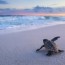 baby loggerhead sea turtle marching to