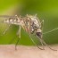 how to treat your yard for mosquitos