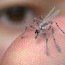 insect spy drone snopes com