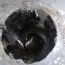 sewage smell in basement floor drain