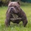 exotic bully pictures guide our