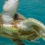 green sea turtle national geographic