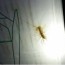 what to know if you spot a centipede in