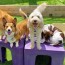 doggy daycare manitowoc wi central