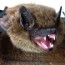 bat control security pest control