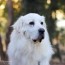 the great pyrenees dog the protector