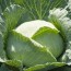 6 best fertilizer for cabbage the key
