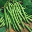 provider bush beans green bean seed