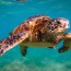 sea turtles endangered earth issues