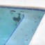 swimming pool kill black algae