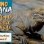 rhino iguana proper care guide best