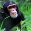 new evidence shows wild chimpanzees can
