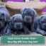 cane corso growth chart how big will