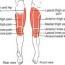 hip thigh knee the trigger point
