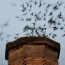 return of the vaux s swifts the