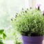 15 of the best bedroom plants that