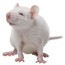 frozen feeder animals mice rats