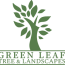 tree care management green leaf