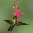 fiery throated hummingbird wingspan