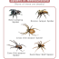 types of spiders in newfoundland list