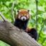 german zoo finds missing red panda dw