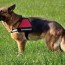 service dog vest why your service dog