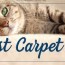 best carpet for cats empire today blog