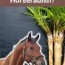 can horses eat dock leaves horse answer