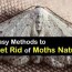 get rid of moths naturally