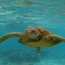 sea turtles are making a huge comeback