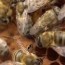 drone cells in bee hive drone brood in