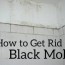 how to get rid of black mold the easy