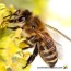 a drone bee male honey bee facts