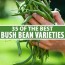 35 of the best bush bean varieties