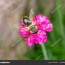 drone fly eristalis tenax flower