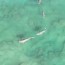 horror footage shows sharks up to 10