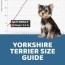 yorkshire terrier size guide how big